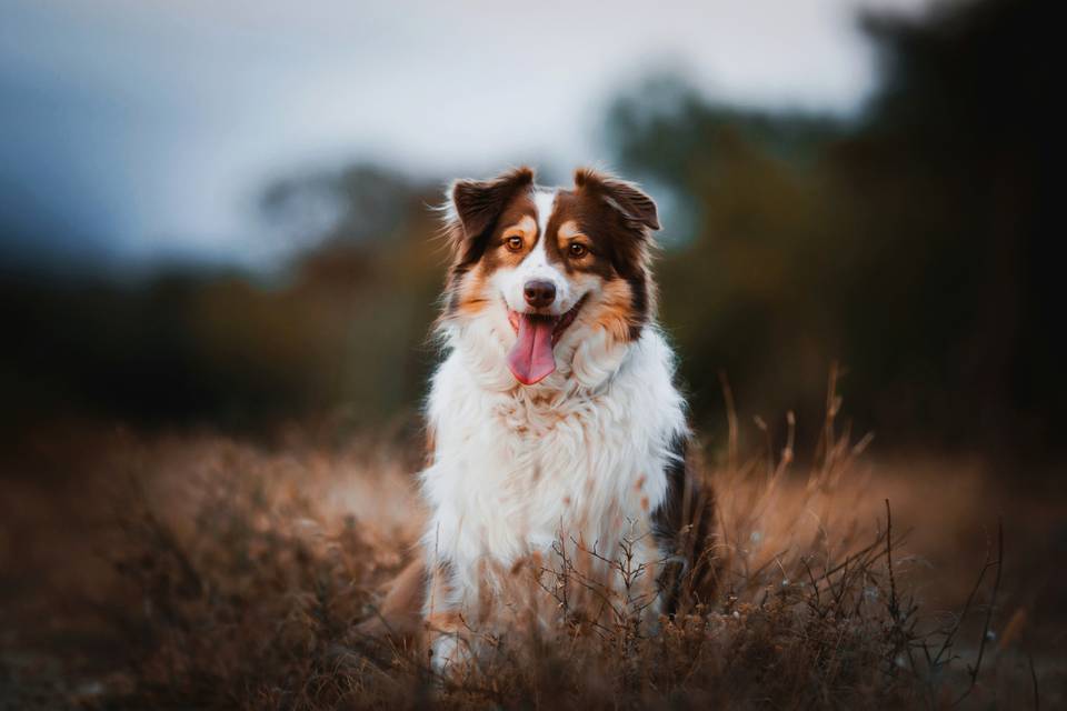 Animaux