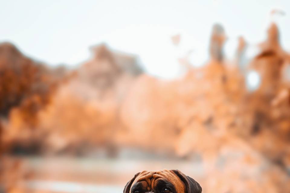 Animaux