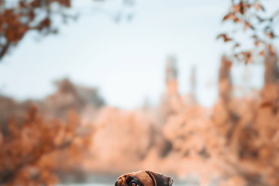 Animaux