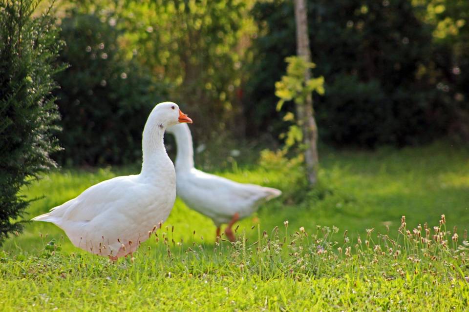 Ambiance champêtre