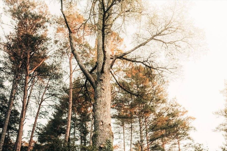Lovely Forest