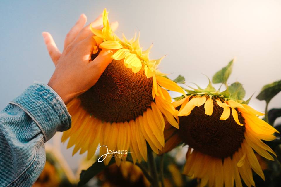 Touché Tournesols