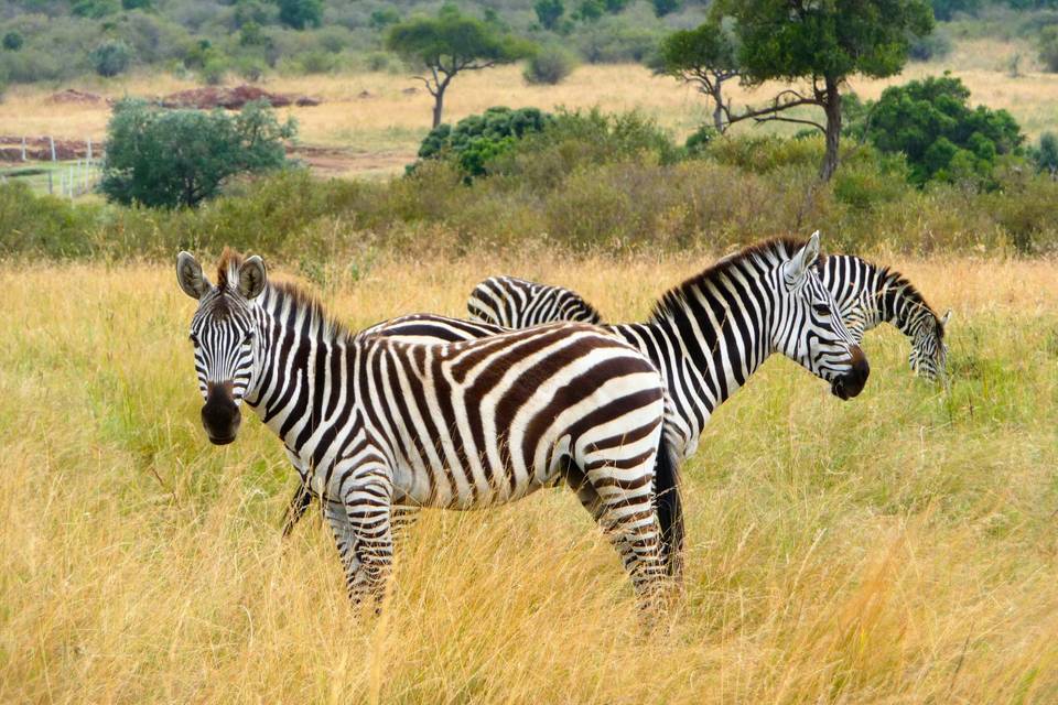 2 zèbres Masai Mara Nairobi