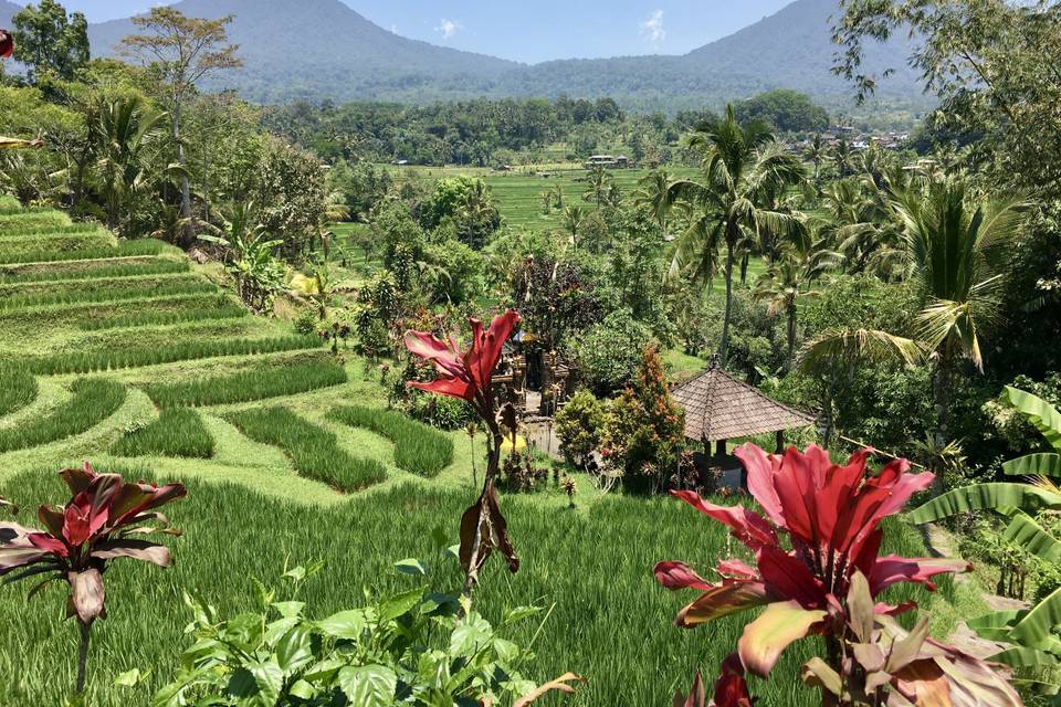 Rizières Jatiluwih Bali