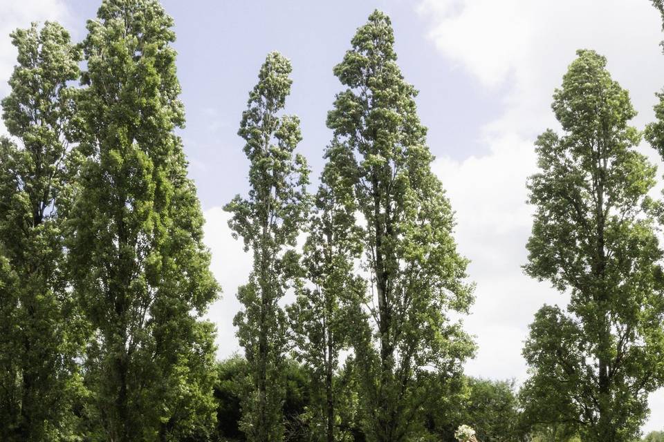 Black Cedar