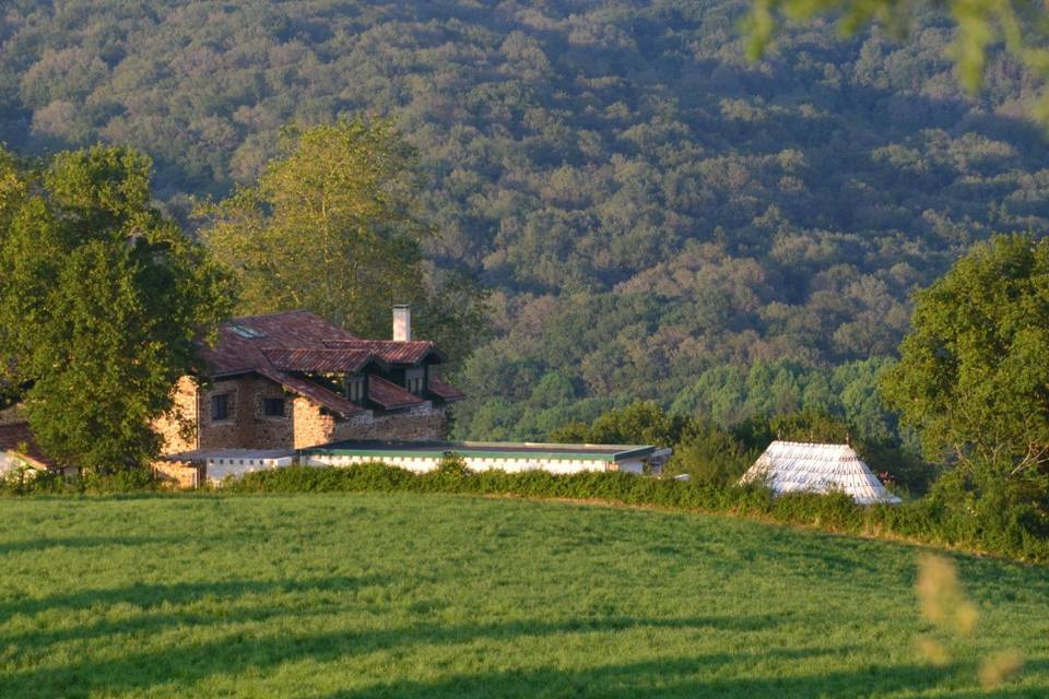 Océan de verdure