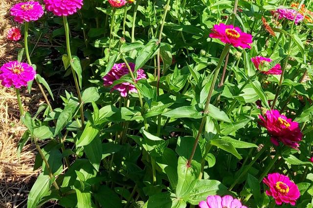 Des zinnia