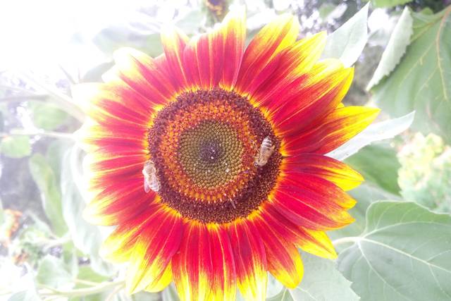 Le majestueux tournesol !
