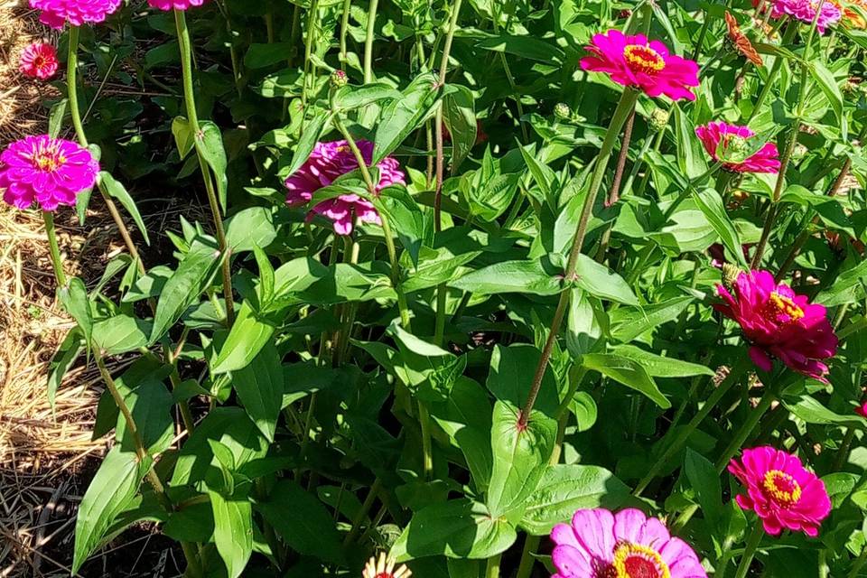 Des zinnia