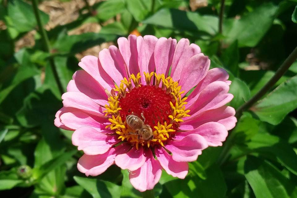 Zinnia elegante