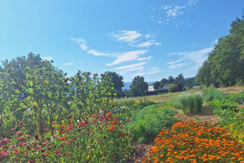 Encore des fleurs