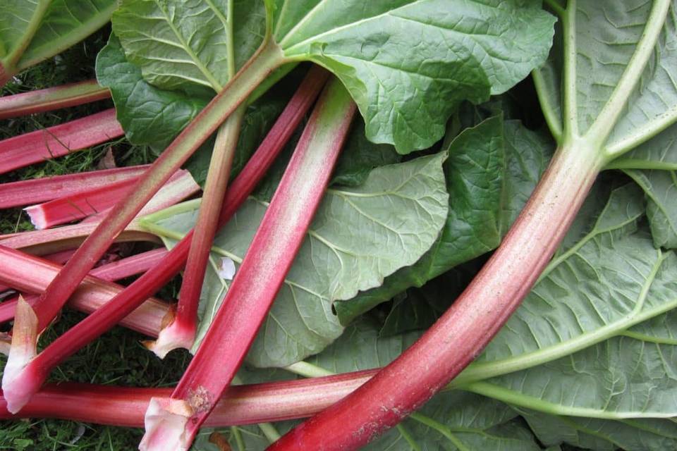 Rhubarbe