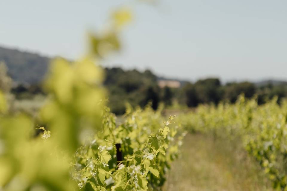 Les vignes