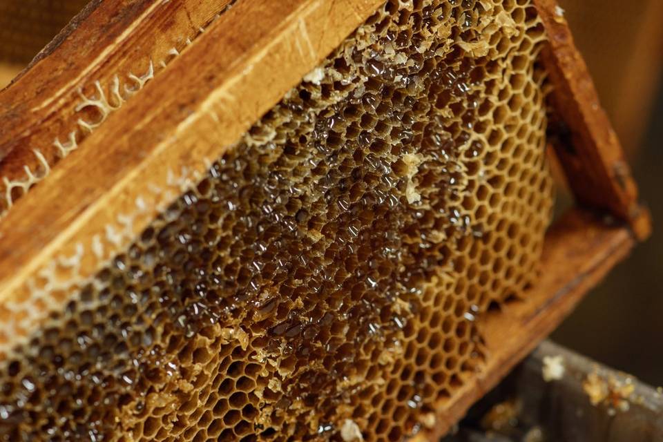 Visite chez l'apiculteur