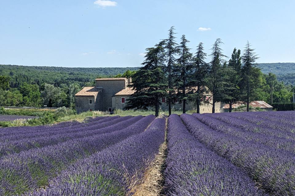 Champ de lavandes en fleurs