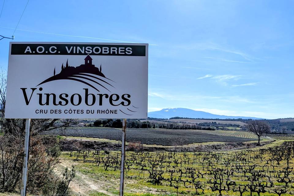 Route des vins locaux