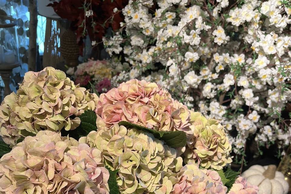 Hortensia