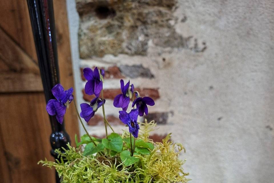 Mazagran violette