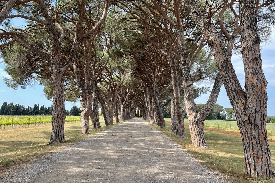 Allée de pins