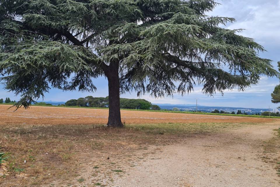 Vue sur le Pic Saint-Loup