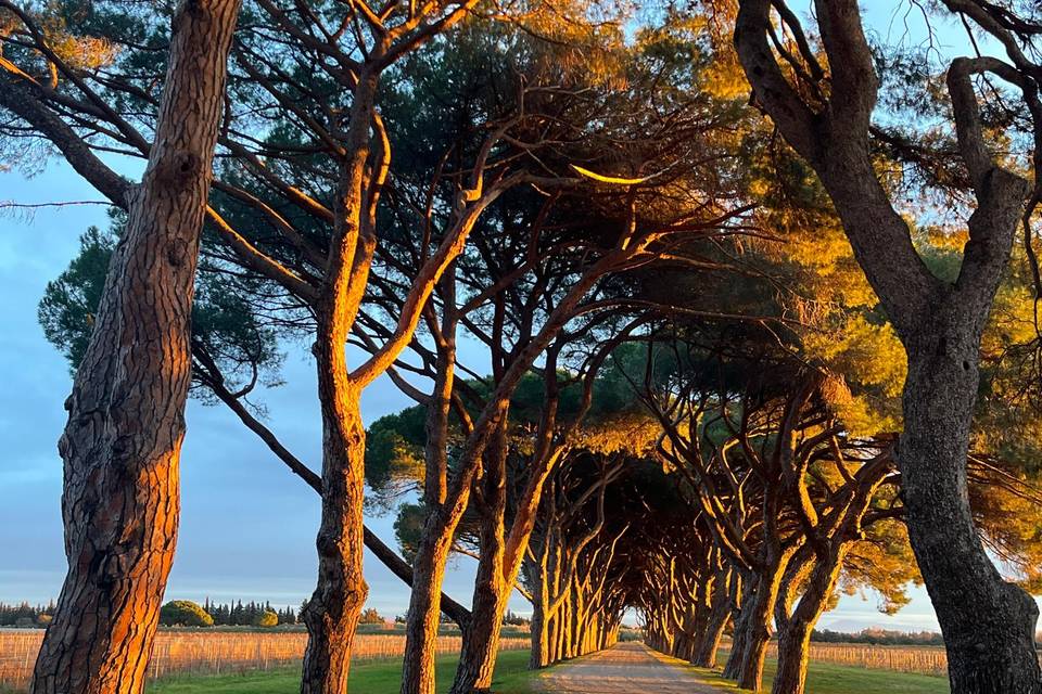 Les pins au coucher du soleil