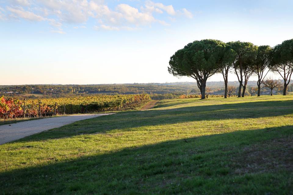 Panorama des vignes