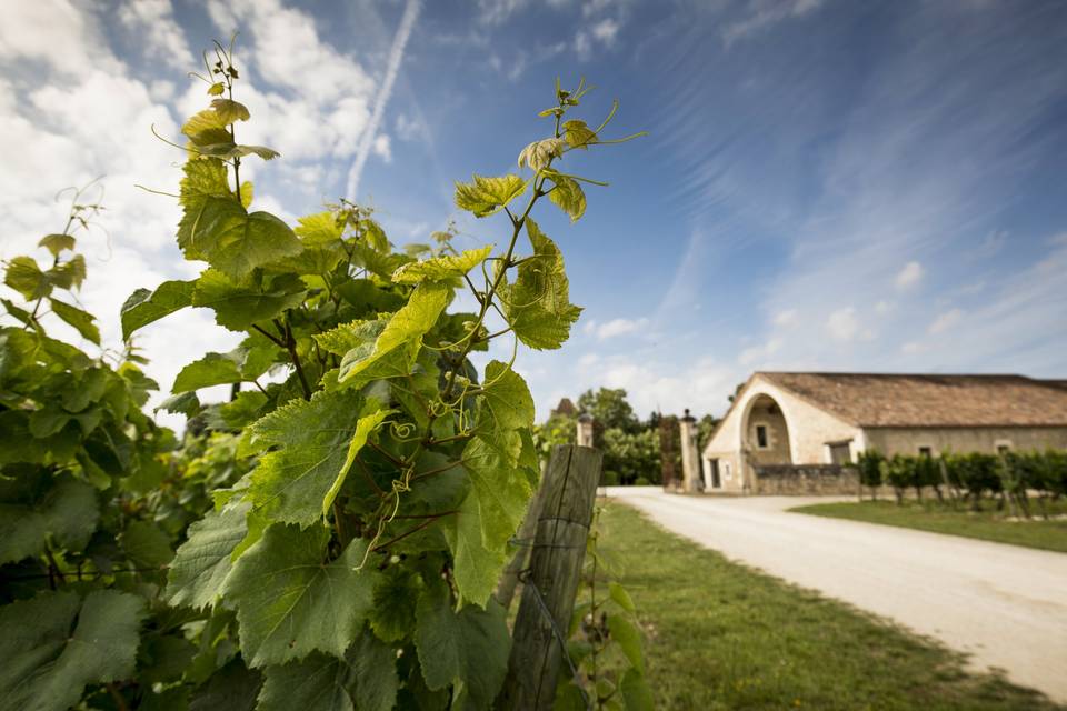 Le Chai depuis les vignes