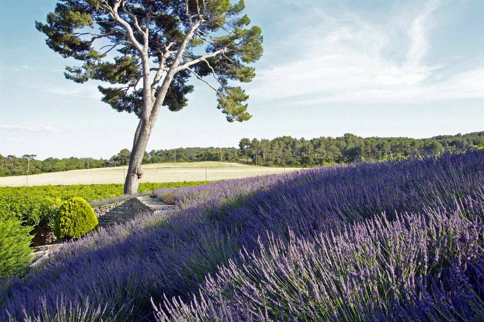 Château La Tour Vaucros