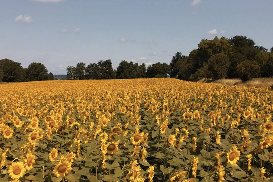 Paysage autour d'un domaine