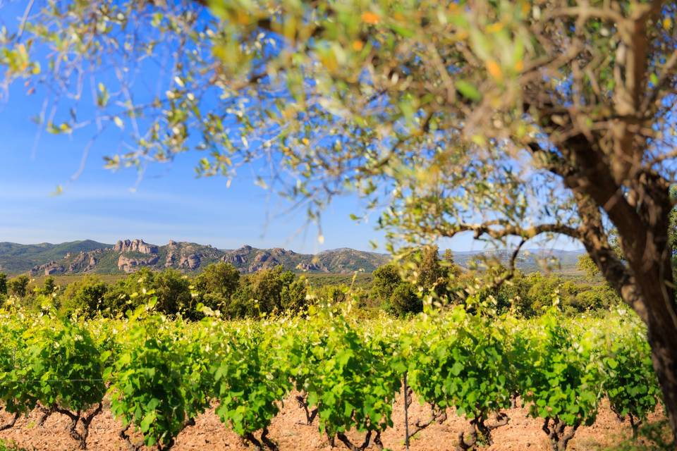 Domaine