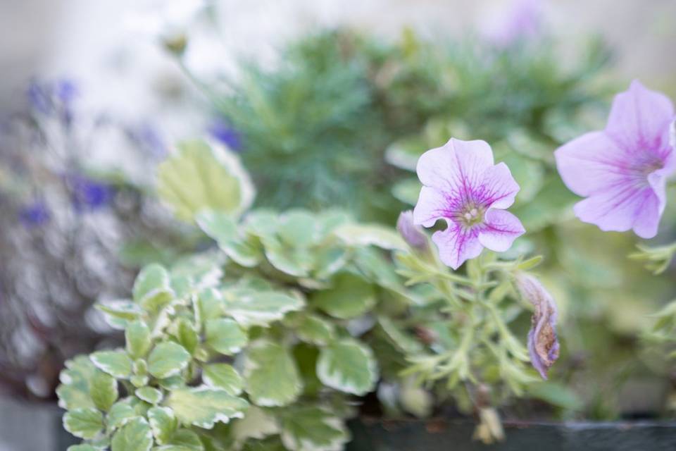 Détails fleurs