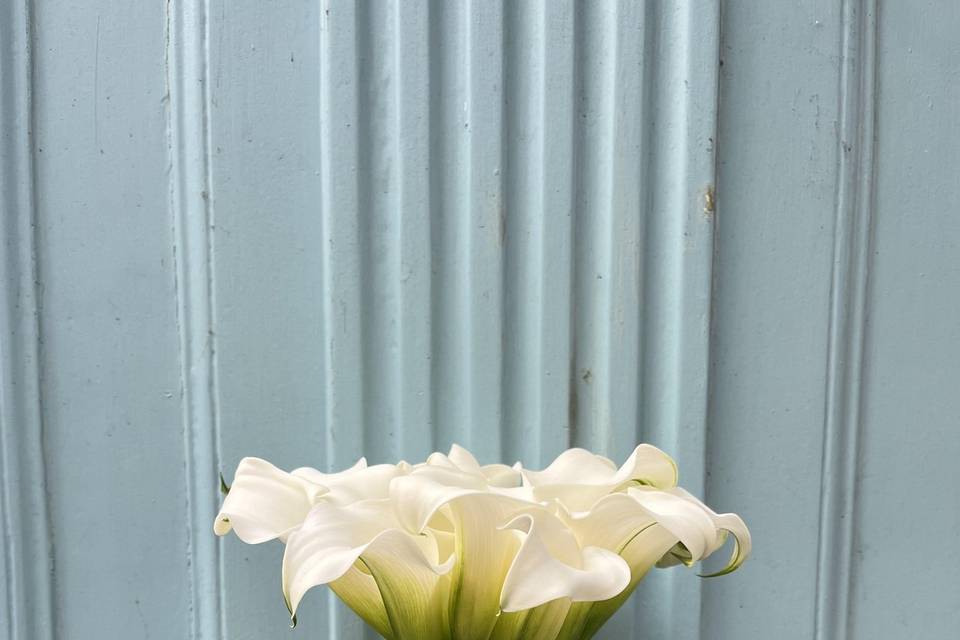 Arum blanc