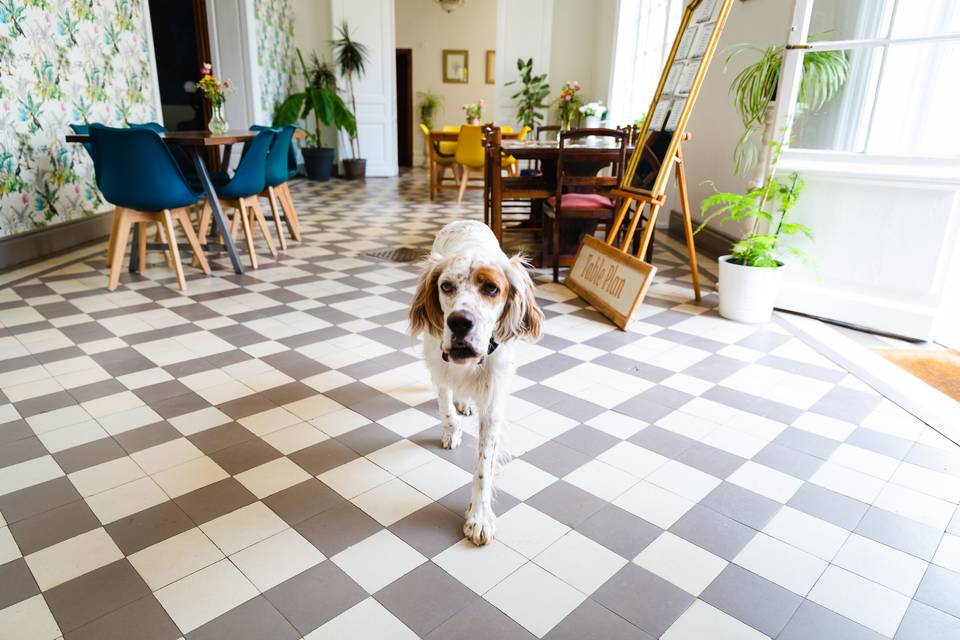 Dog friendly