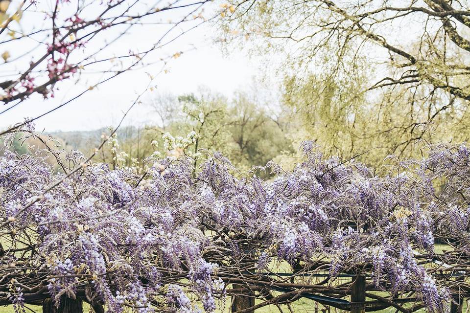 Whisteria magic