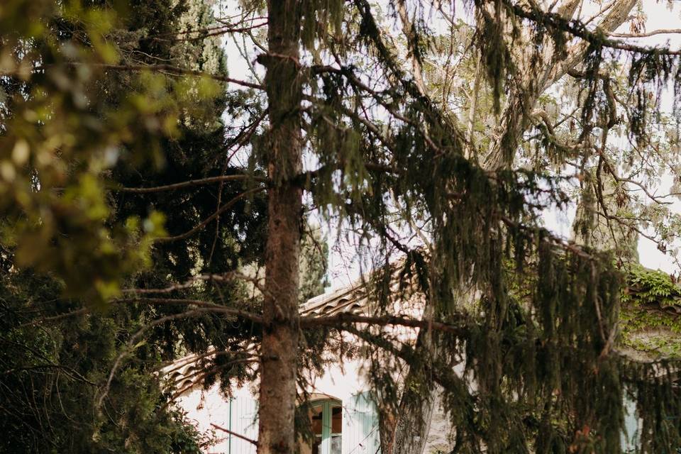 Lieu de ceremonie avec sapins