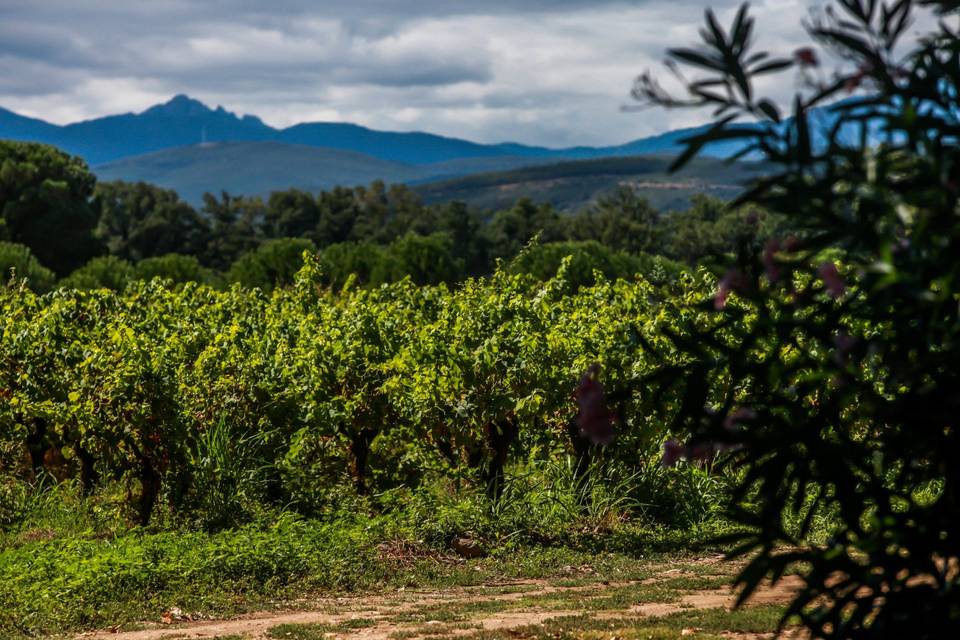 Les vignes