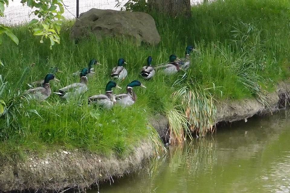 La mare aux canards