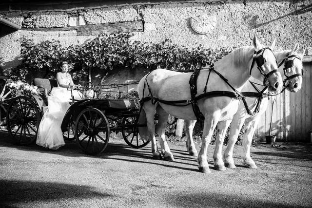 Les Chevaux de Bois