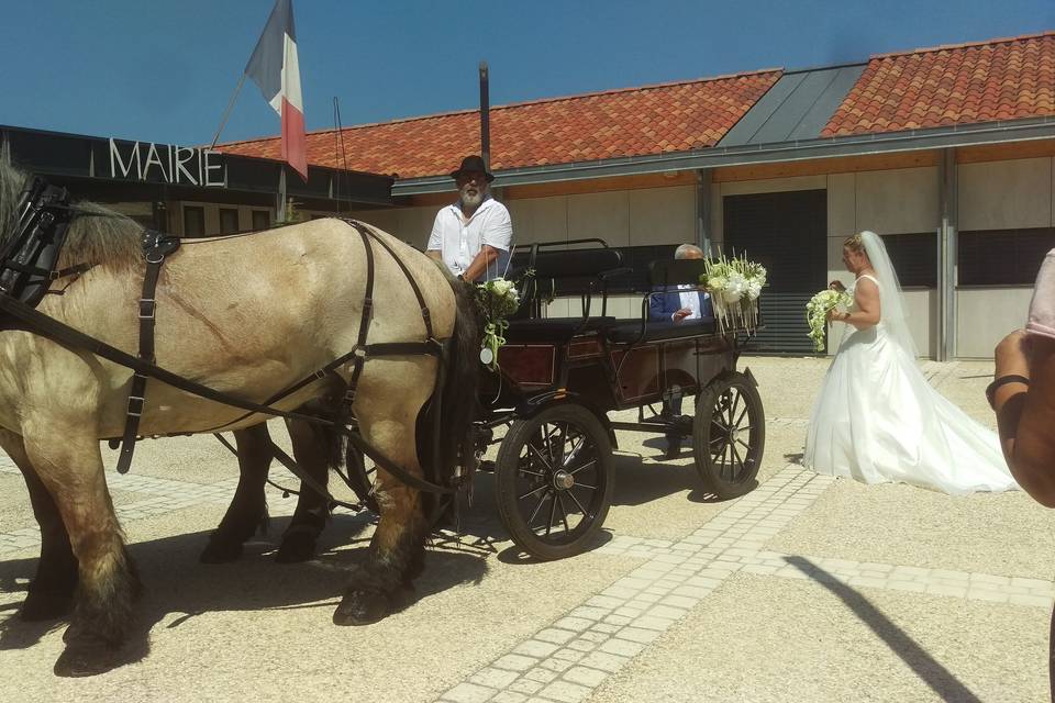 Les Calèches des Chevaux de Bois