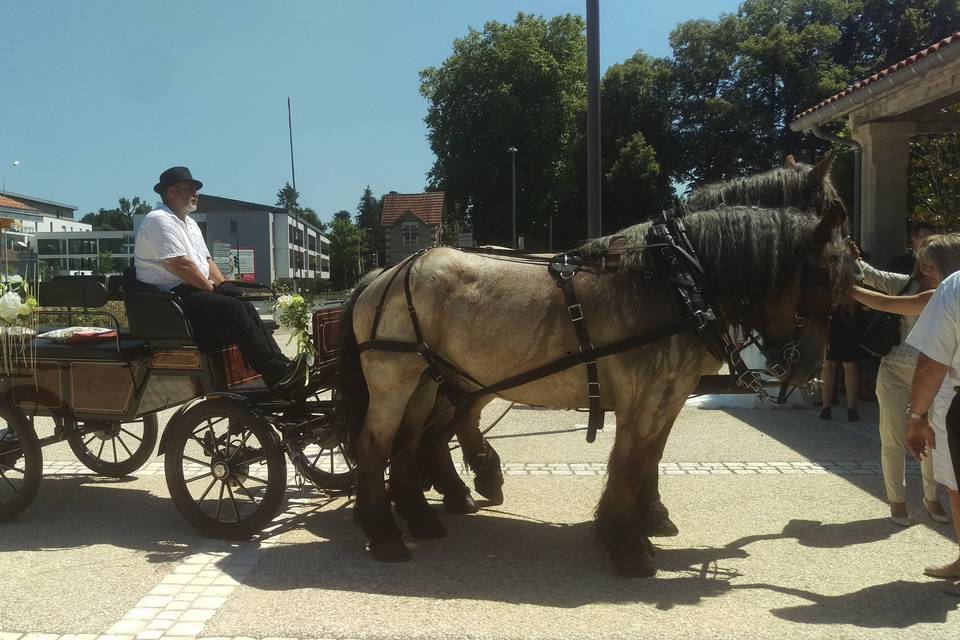 Les Calèches des Chevaux de Bois