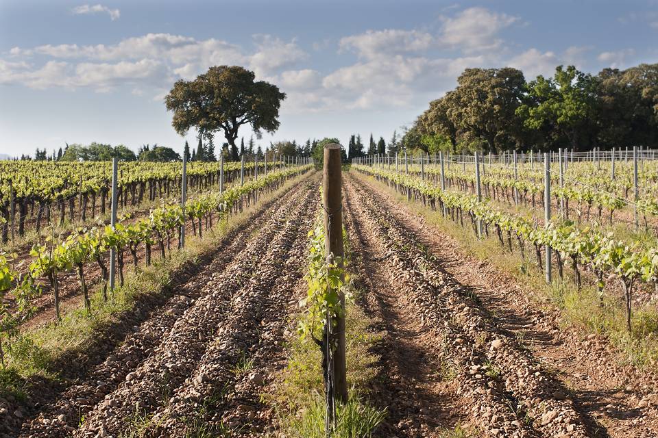 Vignes du domaine