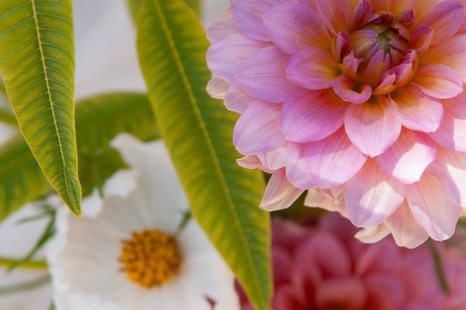 Zoom fleurs