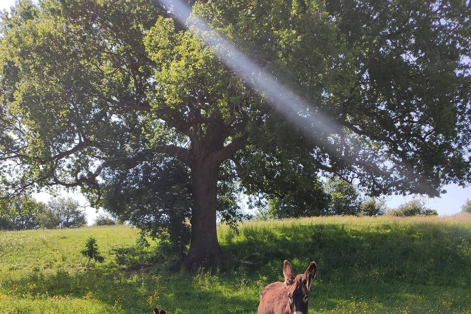 Daisy et Léa