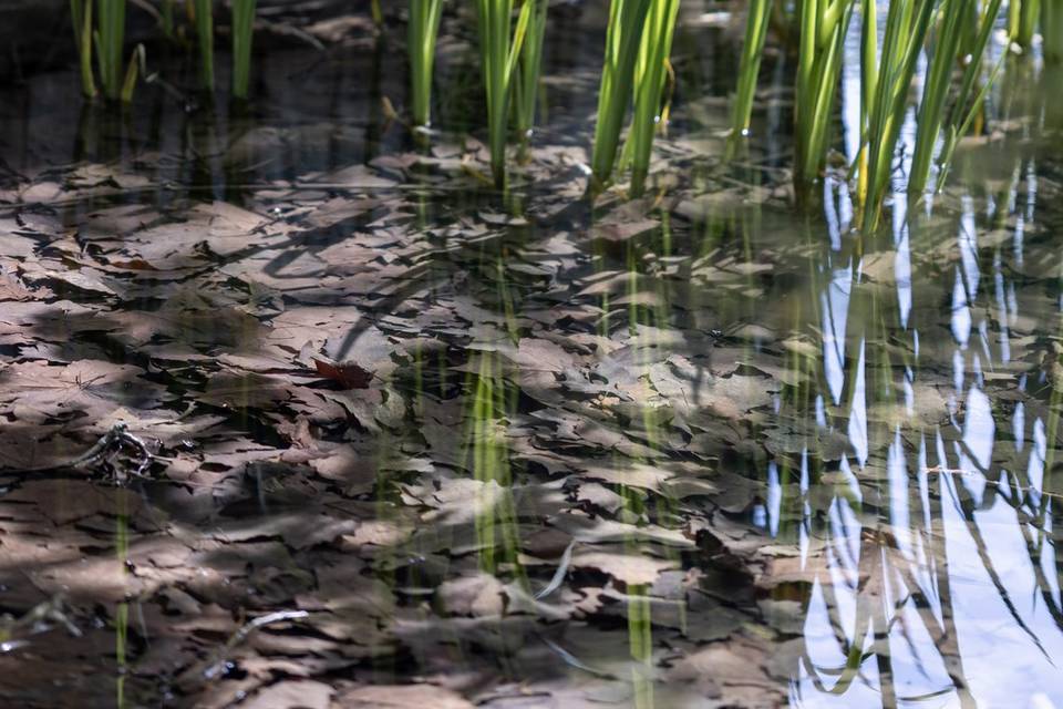Les pieds dans l'eau