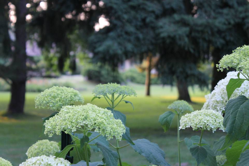 Parc et ses essences rares