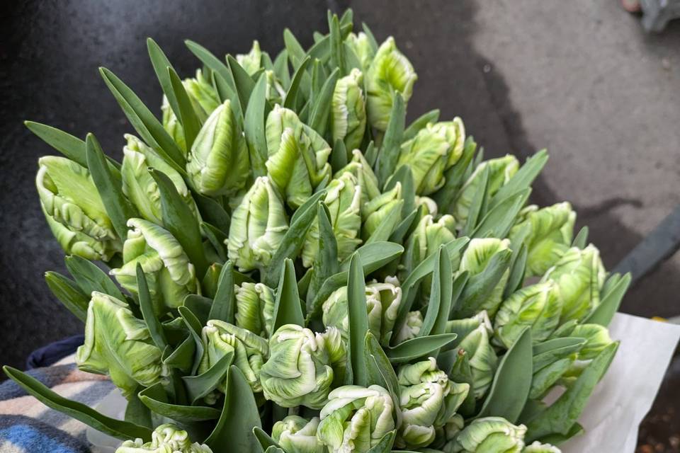 Tulipes