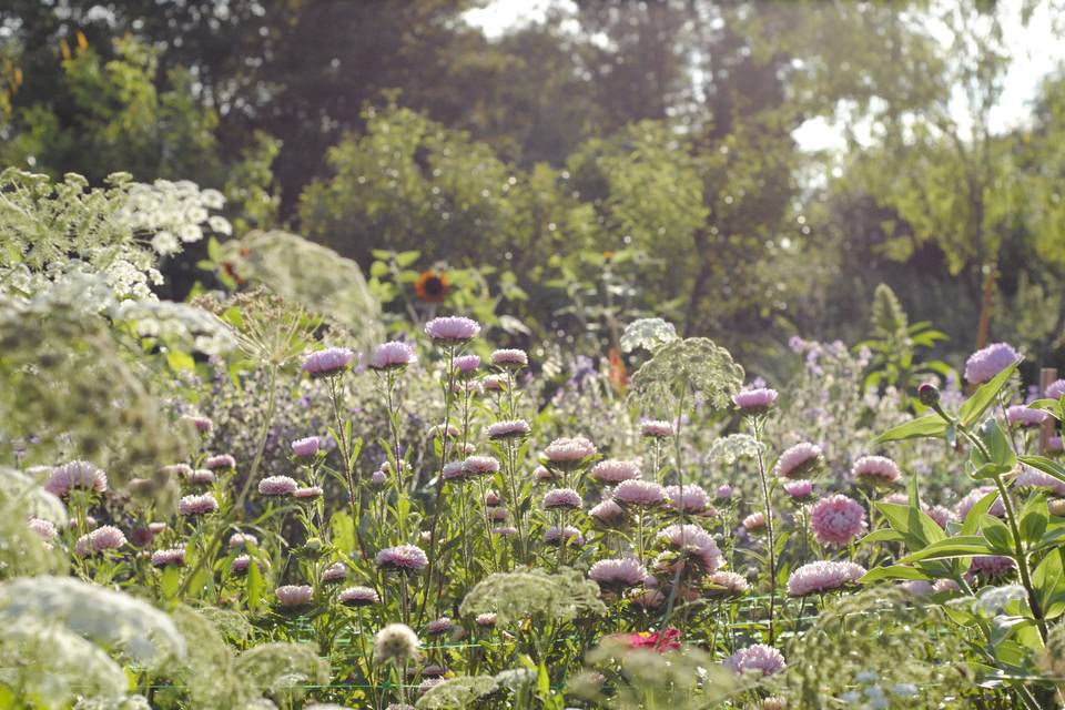 Le champ de fleurs