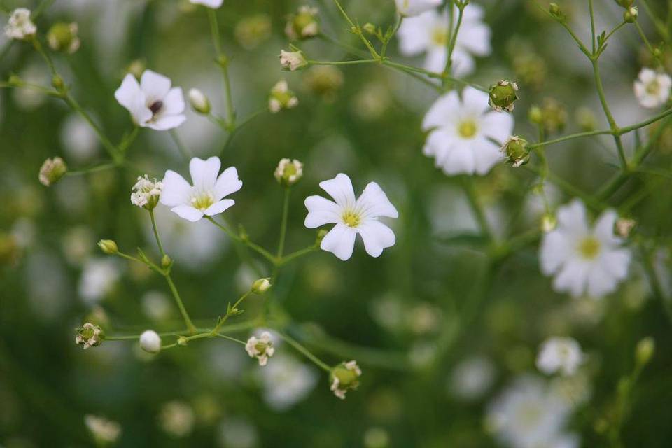 Fleur au champ