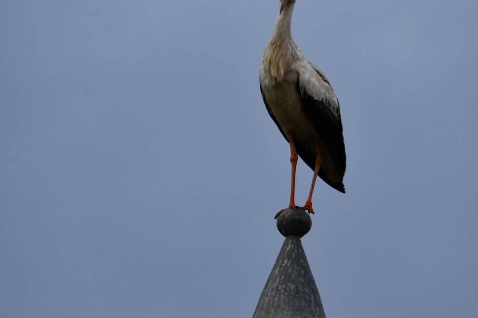 Cigogne