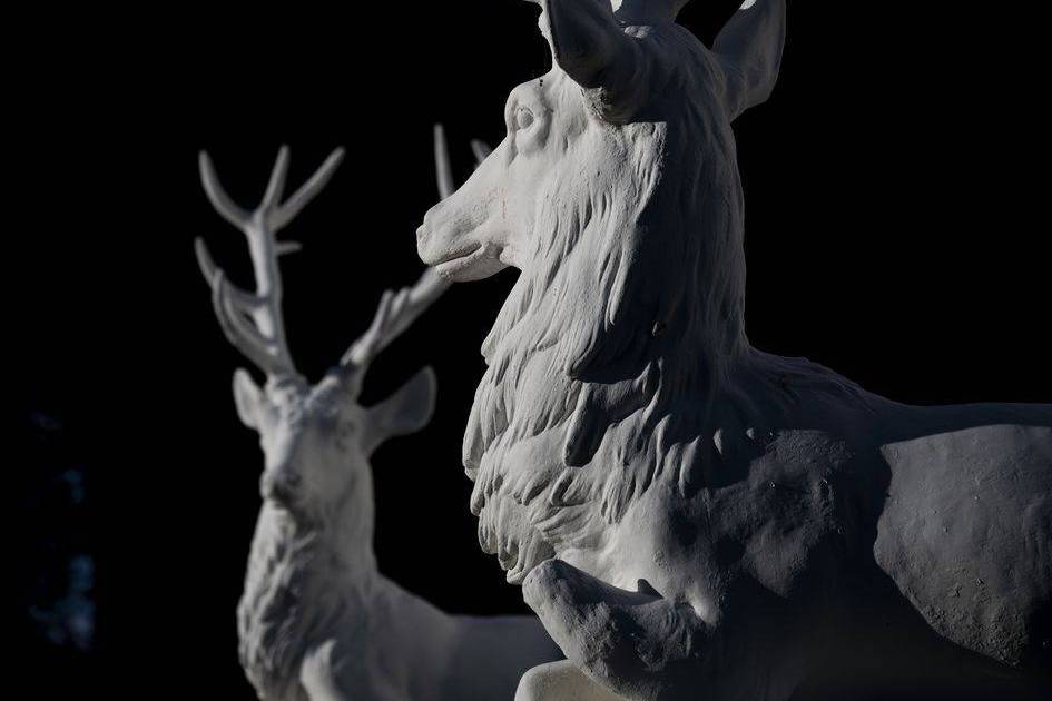 Les cerfs